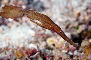 Raja Ampat 2019 - DSC08220_rc - Robust ghost pipefish - Poisson fantome d herbier - Solenostomus cyanopterus